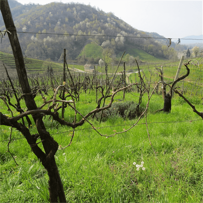 Old vineyard at Santo Stefano